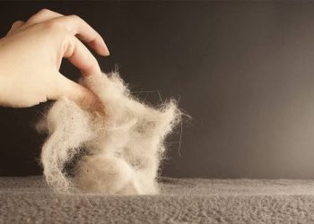 7 Easy Ways to Keep Your Home Free of Pet Hair