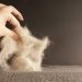 7 Easy Ways to Keep Your Home Free of Pet Hair