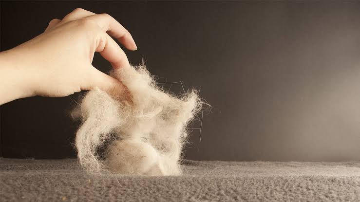 7 Easy Ways to Keep Your Home Free of Pet Hair