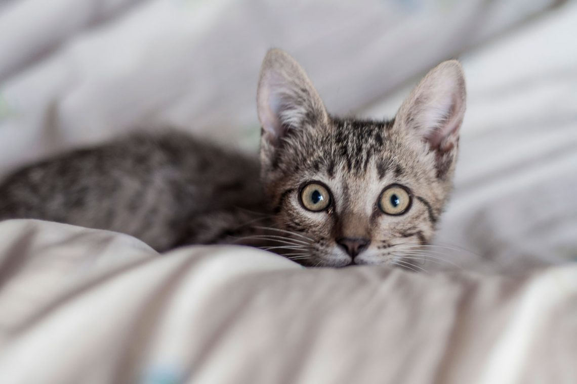 Why Does Your Cat Stare at You? Here Are 5 Possible Reasons