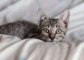 Why Does Your Cat Stare at You? Here Are 5 Possible Reasons