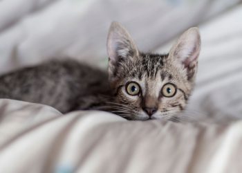 Why Does Your Cat Stare at You? Here Are 5 Possible Reasons