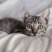Why Does Your Cat Stare at You? Here Are 5 Possible Reasons