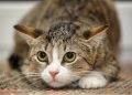 6 Signs Your Cat May Be Stressed, According to Experts