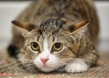 6 Signs Your Cat May Be Stressed, According to Experts