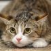 6 Signs Your Cat May Be Stressed, According to Experts