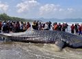 The Rapid Response Team, consisting of the Indonesian Navy, the Indonesian National Police, the Cilacap PSDKP, the Fisheries Service, volunteers, and the community, during the evacuation efforts of the 8.3-meter-long whale shark carcass, which was stranded on Banjarsari Beach in Nusawungu District, Cilacap Regency, Central Java, May 23, 2026. Arief Nugroho/Sealife Indonesia Foundation