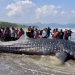 The Rapid Response Team, consisting of the Indonesian Navy, the Indonesian National Police, the Cilacap PSDKP, the Fisheries Service, volunteers, and the community, during the evacuation efforts of the 8.3-meter-long whale shark carcass, which was stranded on Banjarsari Beach in Nusawungu District, Cilacap Regency, Central Java, May 23, 2026. Arief Nugroho/Sealife Indonesia Foundation