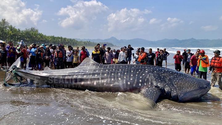The Rapid Response Team, consisting of the Indonesian Navy, the Indonesian National Police, the Cilacap PSDKP, the Fisheries Service, volunteers, and the community, during the evacuation efforts of the 8.3-meter-long whale shark carcass, which was stranded on Banjarsari Beach in Nusawungu District, Cilacap Regency, Central Java, May 23, 2026. Arief Nugroho/Sealife Indonesia Foundation