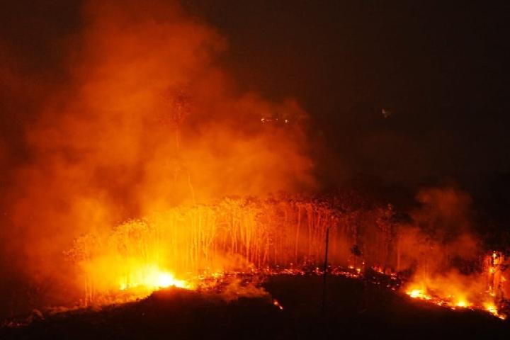 Photo: Centre of Orangutan Protection