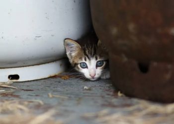Can Cats Predict Earthquakes? Here’s What Scientists Say