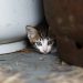 Can Cats Predict Earthquakes? Here’s What Scientists Say