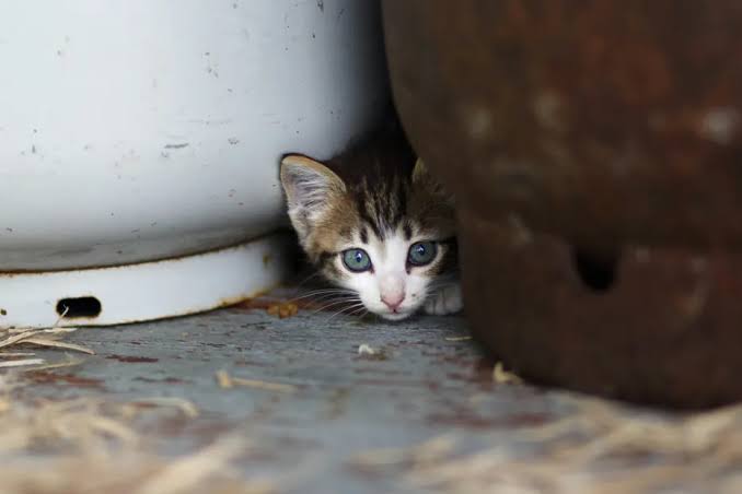 Can Cats Predict Earthquakes? Here’s What Scientists Say