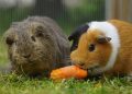 Marmots vs Hamsters: 8 Key Differences Pet Owners Should Know
