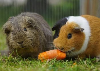 Marmots vs Hamsters: 8 Key Differences Pet Owners Should Know