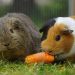 Marmots vs Hamsters: 8 Key Differences Pet Owners Should Know