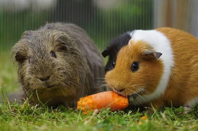 Marmots vs Hamsters: 8 Key Differences Pet Owners Should Know