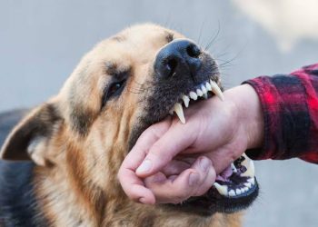 Bitten by a Dog? Do These 5 Things Immediately
