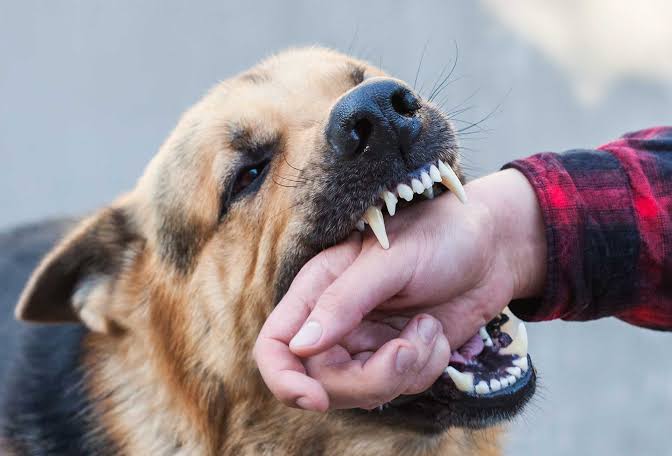 Bitten by a Dog? Do These 5 Things Immediately