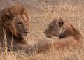 10 Lions Found Dead in Tanzania Reserve, Suspected Poisoning Investigated