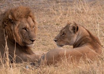 10 Lions Found Dead in Tanzania Reserve, Suspected Poisoning Investigated