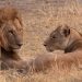 10 Lions Found Dead in Tanzania Reserve, Suspected Poisoning Investigated