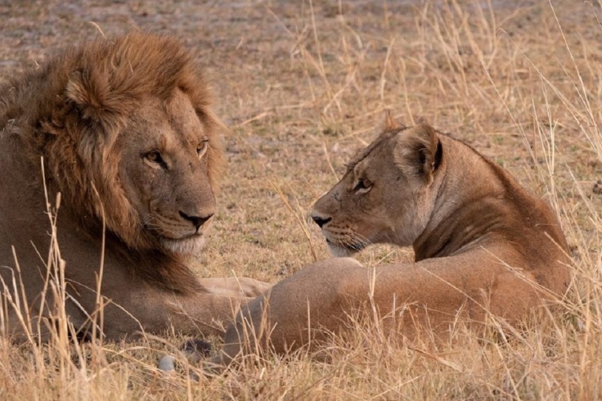 10 Lions Found Dead in Tanzania Reserve, Suspected Poisoning Investigated