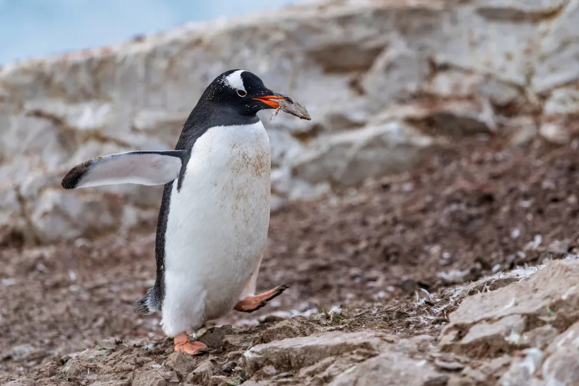 Scientists Identify New Penguin Species After More Than 100 Years