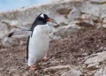 Scientists Identify New Penguin Species After More Than 100 Years