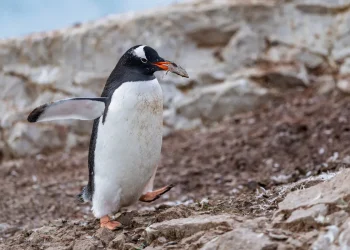 Scientists Identify New Penguin Species After More Than 100 Years