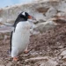 Scientists Identify New Penguin Species After More Than 100 Years