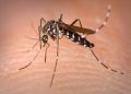 El Niño Could Send Mosquito Populations Soaring, Here’s Why