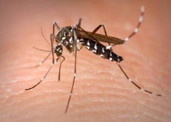 El Niño Could Send Mosquito Populations Soaring, Here’s Why