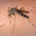 El Niño Could Send Mosquito Populations Soaring, Here’s Why