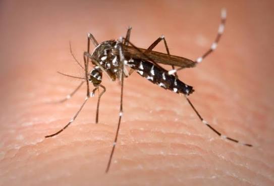 El Niño Could Send Mosquito Populations Soaring, Here’s Why