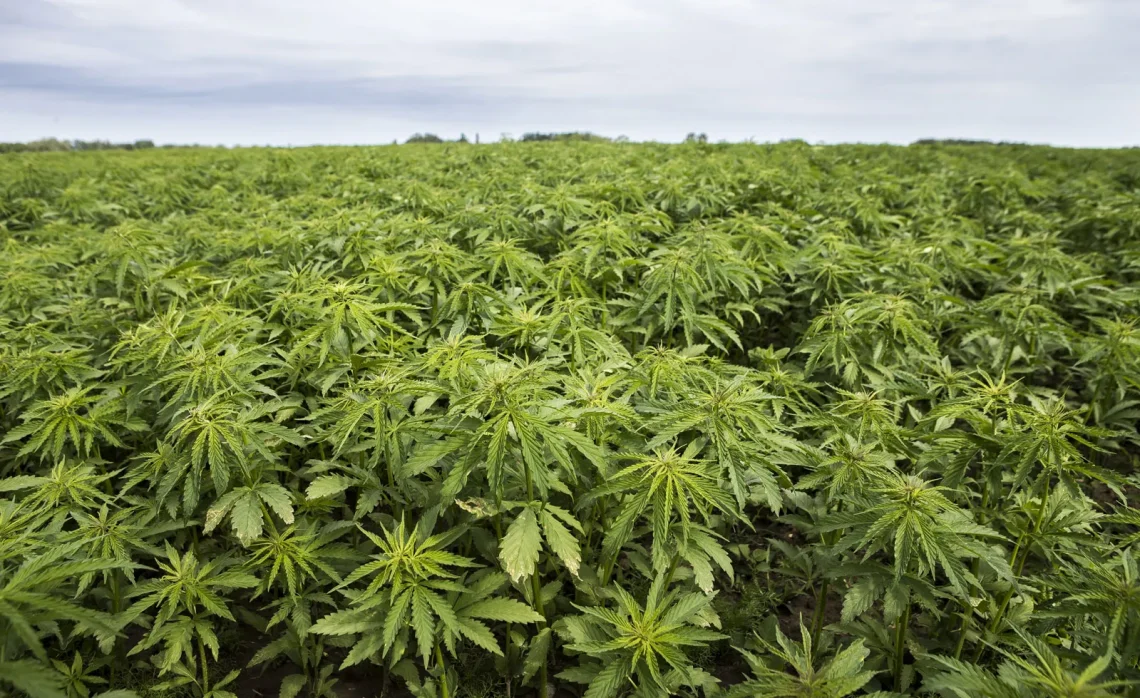 Illustration of Cannabis Plants
