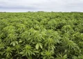Illustration of Cannabis Plants