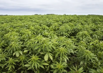 Illustration of Cannabis Plants