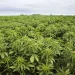 Illustration of Cannabis Plants