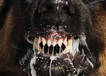 6 Signs a Dog May Have Rabies You Should Watch For