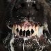 6 Signs a Dog May Have Rabies You Should Watch For