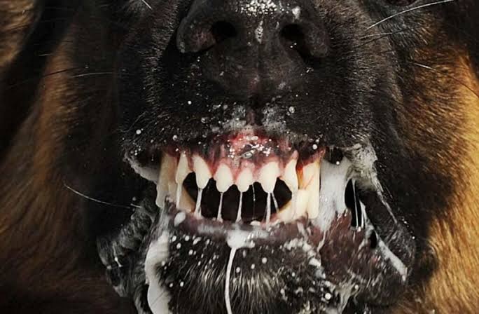 6 Signs a Dog May Have Rabies You Should Watch For