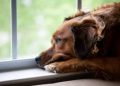 7 Owner Habits That Can Make Dogs Stressed