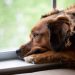 7 Owner Habits That Can Make Dogs Stressed