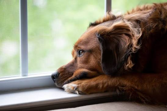 7 Owner Habits That Can Make Dogs Stressed