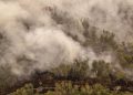 Wildfire Nears Palangka Raya City Hall as Smoke Enters Office Buildings