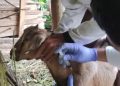 4 People in Gunungkidul Infected With Anthrax After Eating Sick Goat Meat