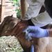 4 People in Gunungkidul Infected With Anthrax After Eating Sick Goat Meat