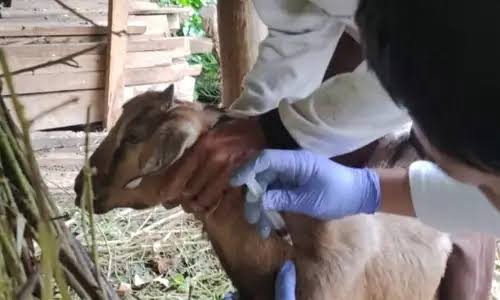 4 People in Gunungkidul Infected With Anthrax After Eating Sick Goat Meat