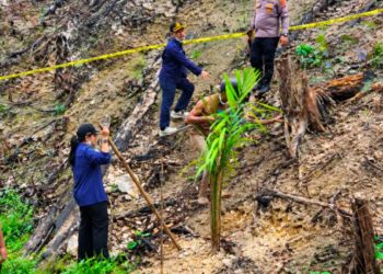 Palm Oil Seedlings Found on Burned Forest Land in West Sumatra
